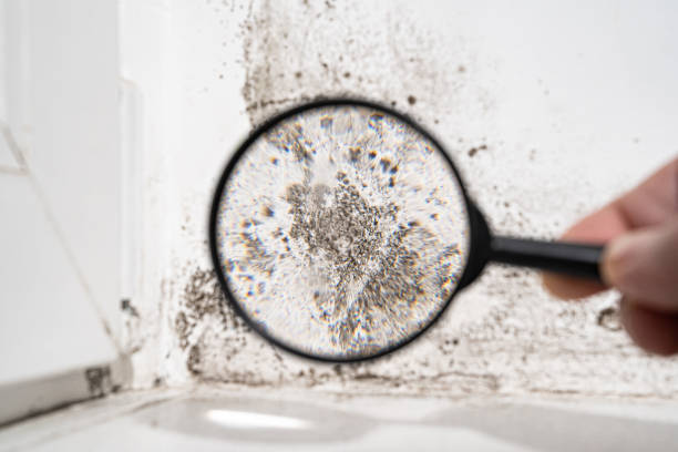 Why You Should Choose Our Mold Remediation Services in Redland, TX