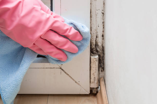 Best Mold Odor Removal Services  in Redland, TX